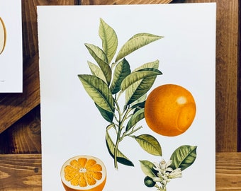 Orange French Print | Vintage French Botanical Print | French Artwork | Kitchen Art | Dining Room Art | French Kitchen