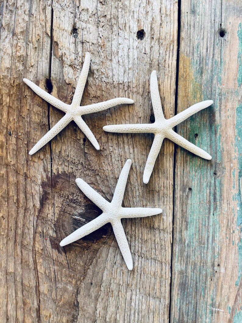 Starfish Set of 3 Ocean Decor Sea Decor Seashell Decor Nautical Decor Natural Decor Beach Decor Collection Display Bath image 1