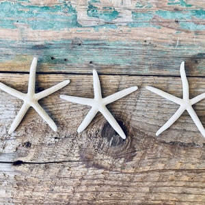 Starfish Set of 3 Ocean Decor Sea Decor Seashell Decor Nautical Decor Natural Decor Beach Decor Collection Display Bath image 7