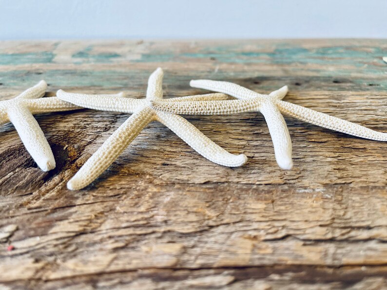 Starfish Set of 3 Ocean Decor Sea Decor Seashell Decor Nautical Decor Natural Decor Beach Decor Collection Display Bath image 3