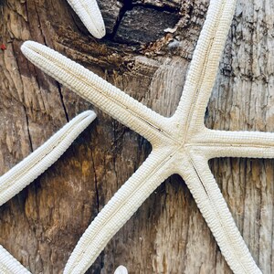 Starfish Set of 3 Ocean Decor Sea Decor Seashell Decor Nautical Decor Natural Decor Beach Decor Collection Display Bath image 5