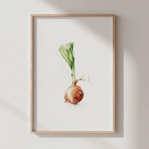 以下が含まれることがあります： 玉ねぎの水彩画の額入りプリント。 玉ねぎは、茶色の球根、緑の葉、繊細な根で描かれています。 アートワークは白い背景に設定され、明るい木材で額装されています。