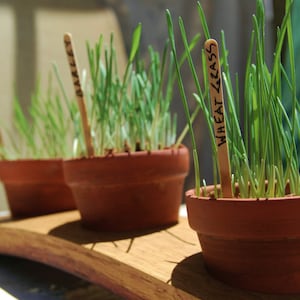 May include: Three terracotta pots with green grass growing in them. Each pot has a wooden stick with a handwritten label: "Barley", "Wheat Grass", and "Wheat Grass".