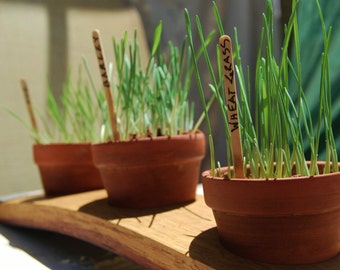 Cat Grass Wine Stave Planter Kit with Terra Cotta Pots