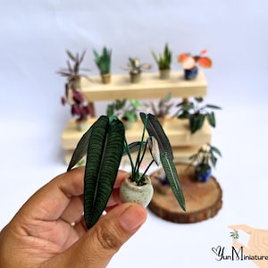 May include: Miniature potted plant with dark green leaves in a speckled ceramic pot. Other miniature plants are displayed on a wooden shelf in the background. The plants are arranged on a wooden shelf, creating a miniature garden scene.