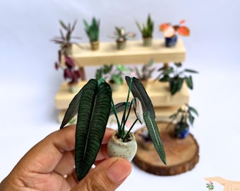 Modello di pianta d'appartamento in miniatura / Piante per case delle bambole in scala 1:12 (modello PDF)