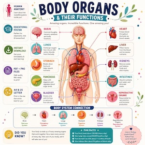 Puede incluir: Un póster educativo titulado Body Organs & Their Functions que muestra una figura humana central con órganos internos etiquetados, incluyendo el cerebro, corazón, pulmones, hígado, estómago, riñones, páncreas, intestinos y vejiga con texto.