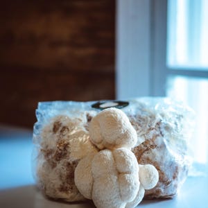 Lion's Mane Mushroom Grow Kit – DIY Indoor Mushroom Kit – Organic Hericium erinaceus – Gourmet Mushroom Growing Kit