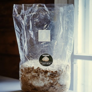 Lion's Mane Mushroom Grow Kit – DIY Indoor Mushroom Kit – Organic Hericium erinaceus – Gourmet Mushroom Growing Kit