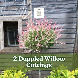 May include: Image of two Dappled Willow cuttings. The tree has pink and green leaves. The background is a wooden wall with a window. The text "2 Dappled Willow Cuttings" is displayed on a green banner.