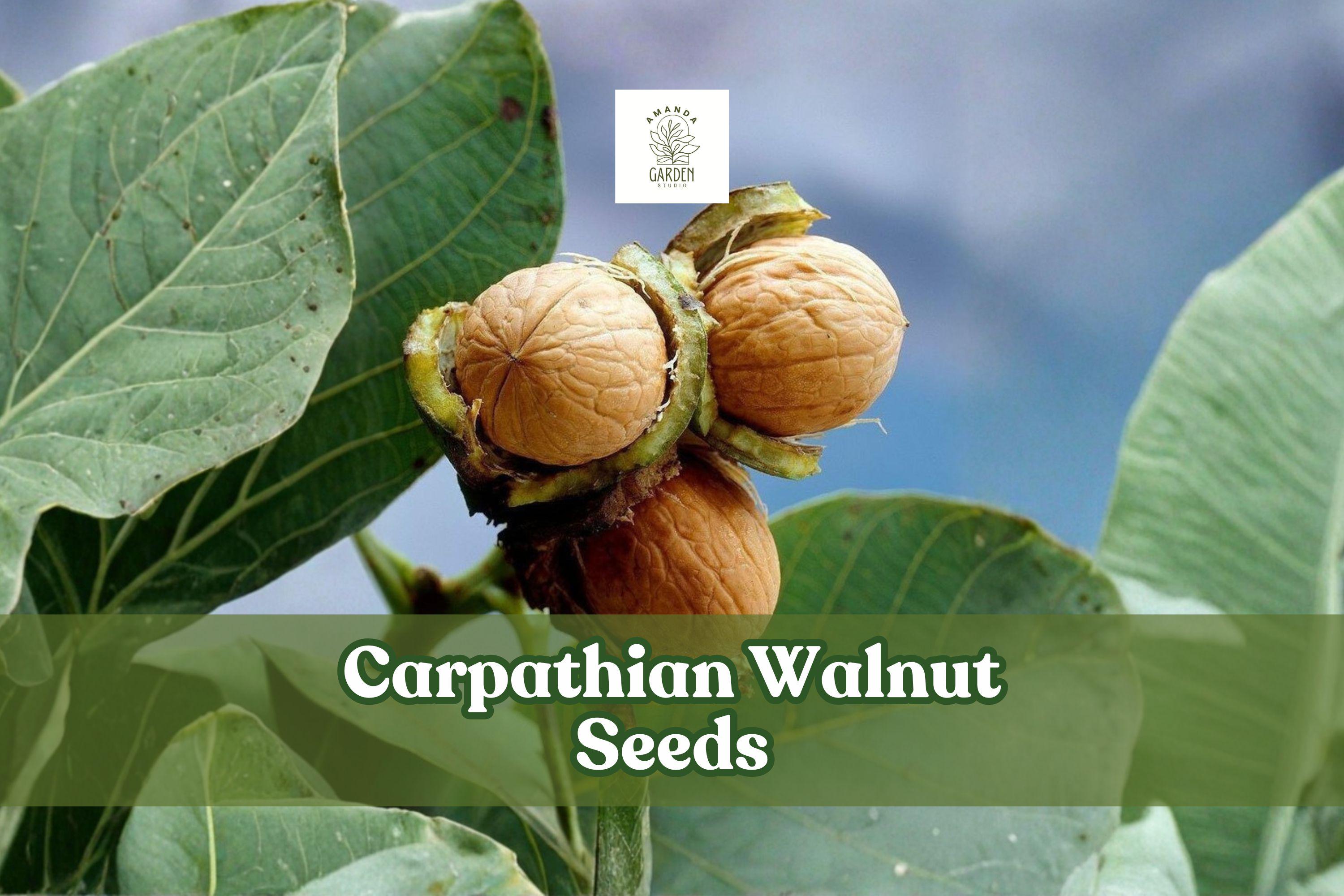 5 Graines De Noyer Chili (Juglans Regia) - Grosses Graines Fraîches, Arbre Résistant Au Froid