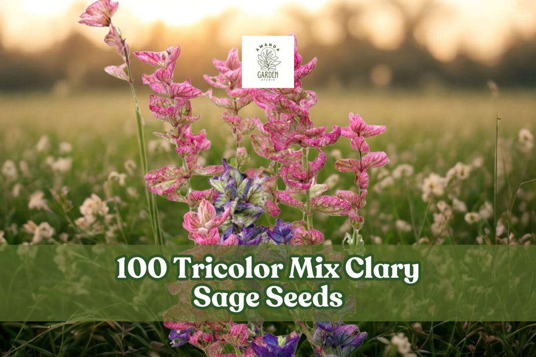 100-tricolor-mix-clary-sage-seeds-salvia-colorful-garden-flower-etsy