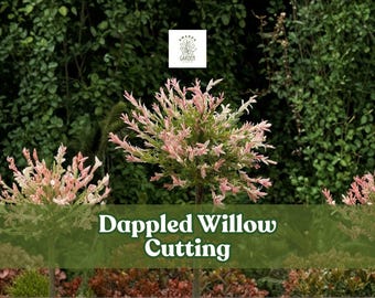 Dappled Willow Cutting: Pink & White Foliage, Live Plant Starter