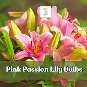 5 Pink Passion Lily Bulbs – Elegant Fragrant Lilies for Garden or Cutting