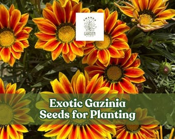 Exotic Gazania Seeds: Drought-Tolerant Treasure Flowers