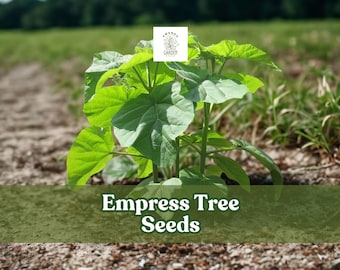 Empress Tree Seeds (100) | Paulownia Tomentosa, Fast Growing