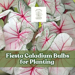 Fiesta Caladium Bulbs for Planting – Perennial Hosta Companion – Colorful Red, Green & White Foliage (6 Bulbs)