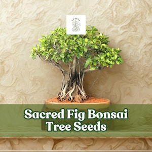 Bodhi Tree Bonsai - Etsy