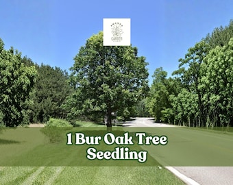 1 Bur Oak Tree Seedling for Planting Native Tree