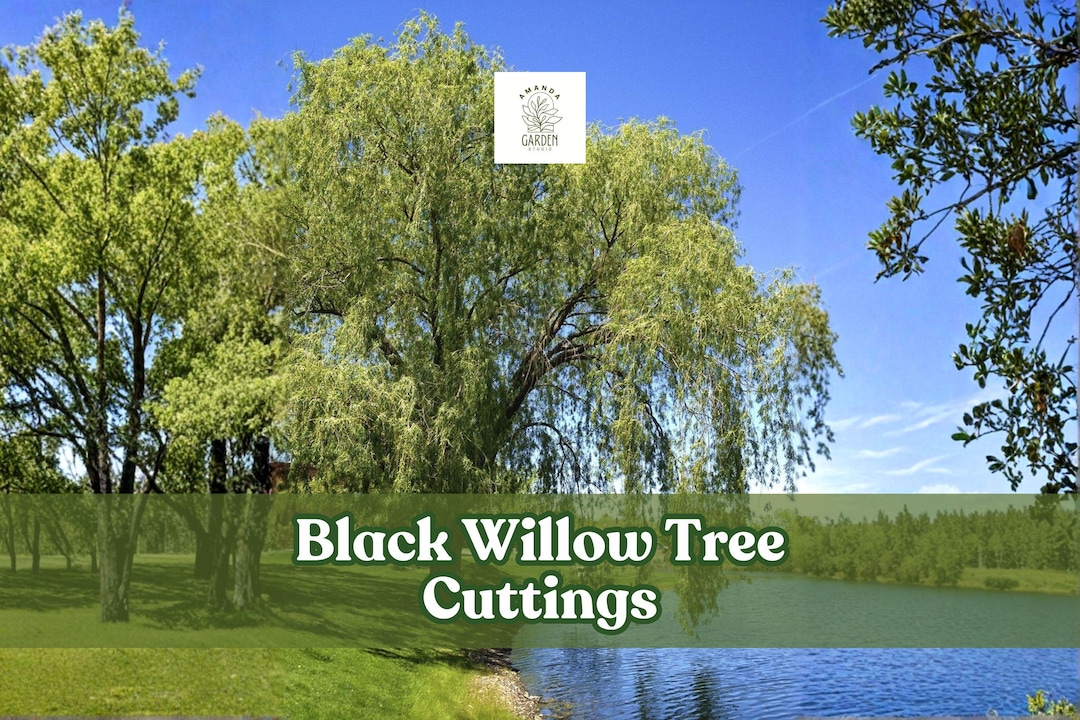 Black Willow Tree Cuttings (salix Nigra) | Fast Growing Shade Tree (6 ...
