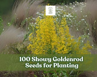 Showy Goldenrod Seeds: Native Wildflower, Pollinator-Friendly