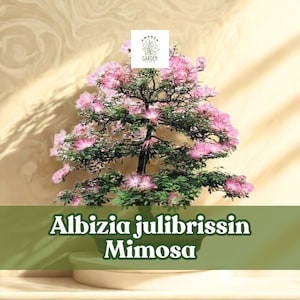 Mimosa Bonsai Tree - Etsy