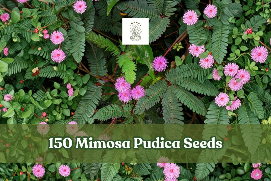 150 Mimosa Pudica Seeds Sensitive Plant Touch Me Not Houseplant - Etsy