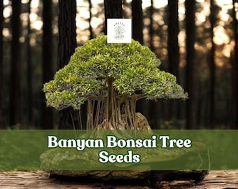 Rare Ficus Benghalensis Bonsai  Miniature Banyan Tree Form - Etsy