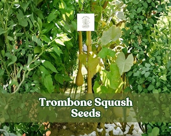 Tromboncino Squash Seeds | Heirloom Italian Zucchini, Easy Grow