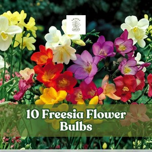 May include: A vibrant image showcases a collection of 10 Freesia flower bulbs. The flowers display a spectrum of colors, including white, yellow, red, orange, and purple. The image is set against a backdrop of green foliage, highlighting the colorful blooms.