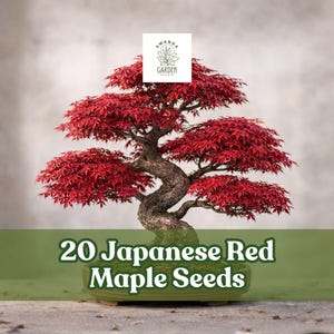 May include: A Japanese red maple bonsai tree with vibrant red leaves. The tree is in a green ceramic pot. The image includes the text "20 Japanese Red Maple Seeds". The background is a neutral gray.