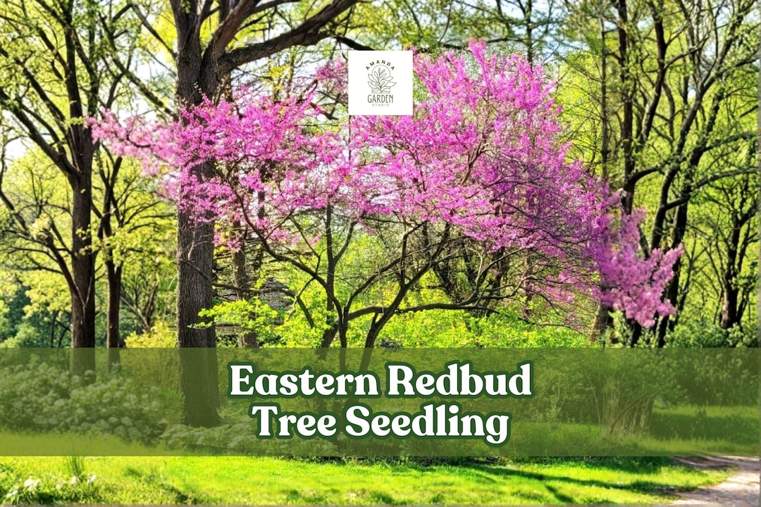 Eastern Redbud Tree Seedling | Pink Spring Flowers, Ornamental Shade ...