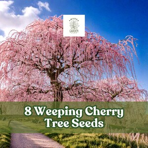 May include: A vibrant image of a weeping cherry tree in full bloom, with cascading pink blossoms. The text "8 Weeping Cherry Tree Seeds" is displayed over a green field, under a bright blue sky with fluffy white clouds. A path leads into the distance.