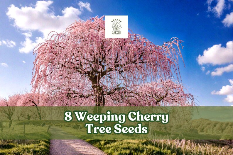 May include: A vibrant image of a weeping cherry tree in full bloom, with cascading pink blossoms. The text "8 Weeping Cherry Tree Seeds" is displayed over a green field, under a bright blue sky with fluffy white clouds. A path leads into the distance.