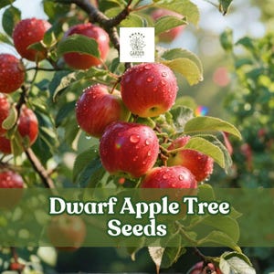May include: Close-up of a dwarf apple tree branch laden with ripe, red apples. The apples are glistening with water droplets, and the green leaves provide a vibrant contrast. The image includes the text "Dwarf Apple Tree Seeds".