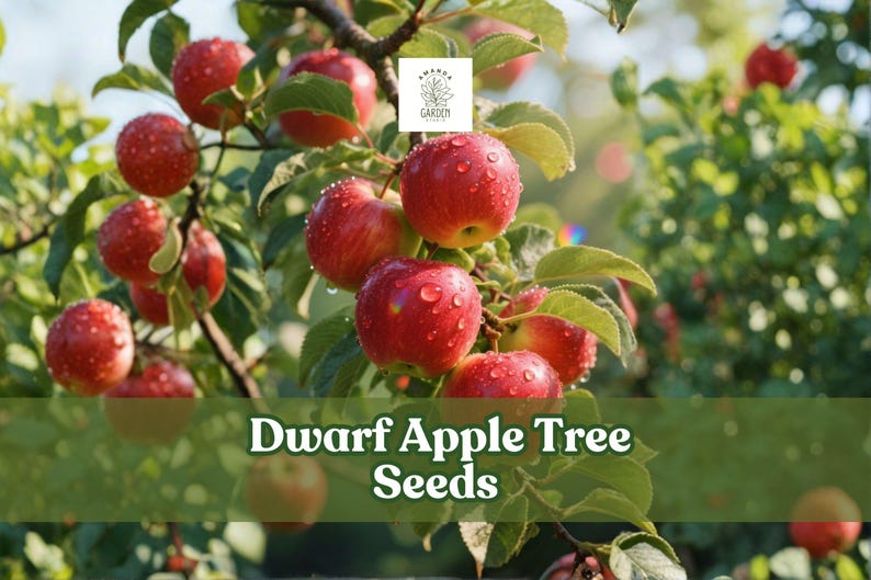 May include: Close-up of a dwarf apple tree branch laden with ripe, red apples. The apples are glistening with water droplets, and the green leaves provide a vibrant contrast. The image includes the text "Dwarf Apple Tree Seeds".