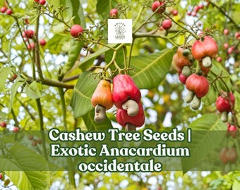 6 Exotic Cashew Tree Seeds: Tropical Bonsai Plant (NOT for Food)