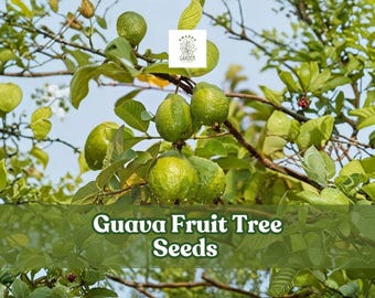 100 Guava Fruit Tree Seeds Tropical Garden Exotic Harvest