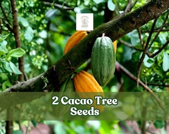 2 Cacao Tree Seeds | Exotic Cocoa Plant | Rare Tropical Theobroma Cacao