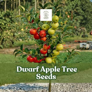 May include: A young dwarf apple tree laden with red and green apples. The tree is in a garden setting with a green lawn and a blurred background of trees and farm equipment. The text "Dwarf Apple Tree Seeds" is displayed.