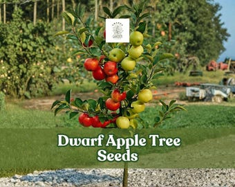 25 Dwarf Apple Tree Seeds: Fruit-Bearing Bonsai - Easy to Grow