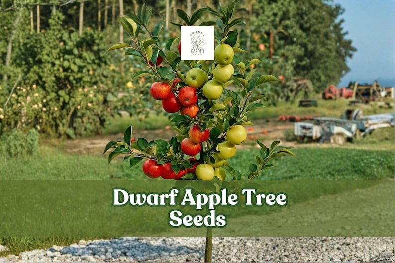 May include: A young dwarf apple tree laden with red and green apples. The tree is in a garden setting with a green lawn and a blurred background of trees and farm equipment. The text "Dwarf Apple Tree Seeds" is displayed.