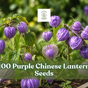 May include: Close-up of purple Chinese lantern plants with heart-shaped seed pods. The image features a variety of the plant, with the text "100 Purple Chinese Lantern Seeds" at the bottom. The background is blurred, highlighting the vibrant purple color.