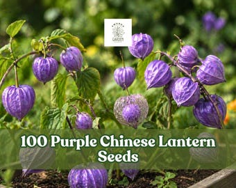 Purple Chinese Lantern Seeds: Unique Garden Blooms - 100 Seeds