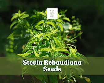 250 Stevia Seeds: Sweetleaf Herb Plant, Stevia rebaudiana