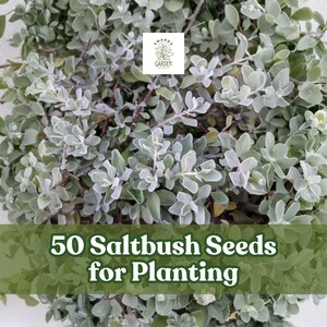 May include: Image of 50 Saltbush Seeds for Planting. The image features a close-up of a lush, green plant with small, rounded leaves. The leaves have a silvery-green hue. The text overlay reads "50 Saltbush Seeds for Planting."