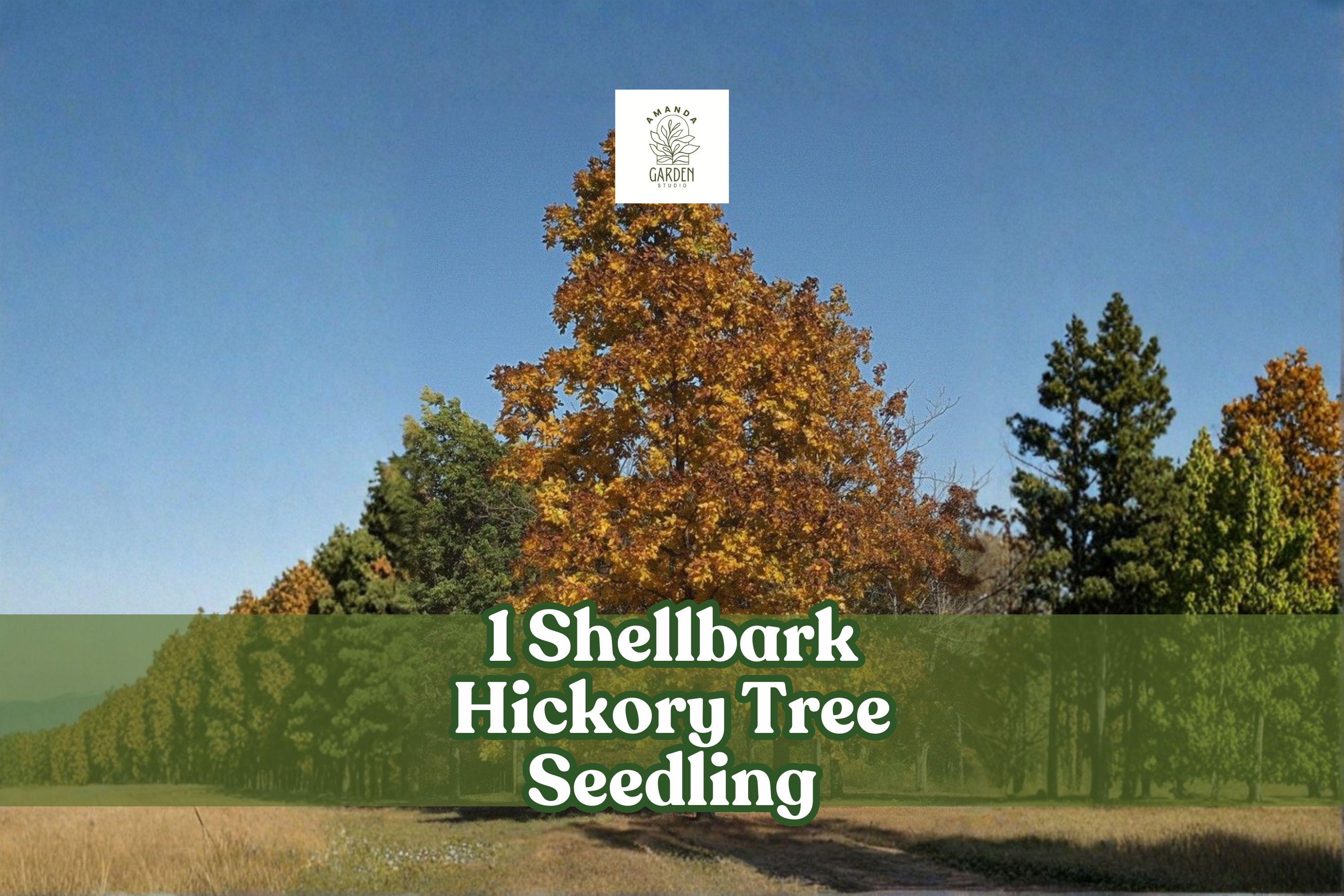 Shellbark Hickory Tree Seedling | Live Native Hardwood - Etsy