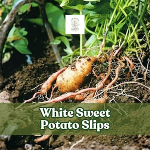May include: An image of white sweet potato slips, with a large sweet potato and several smaller ones with roots. The sweet potatoes are a light tan color, and the roots are a reddish-brown. The text "White Sweet Potato Slips" is displayed on a green banner.