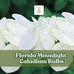 2 Florida Moonlight Caladium Bulbs – Bright White Foliage for Shady Gardens