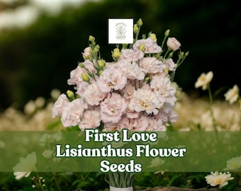 First Love Lisianthus Seeds – Soft Pink Eustoma Grandiflorum, 20 Pelleted Seeds